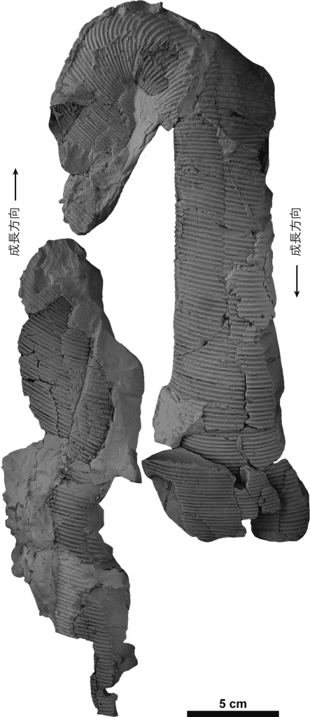 産出化石　ディプロモセラス　シリンドラセアム（Diplomoceras cylindraceum）