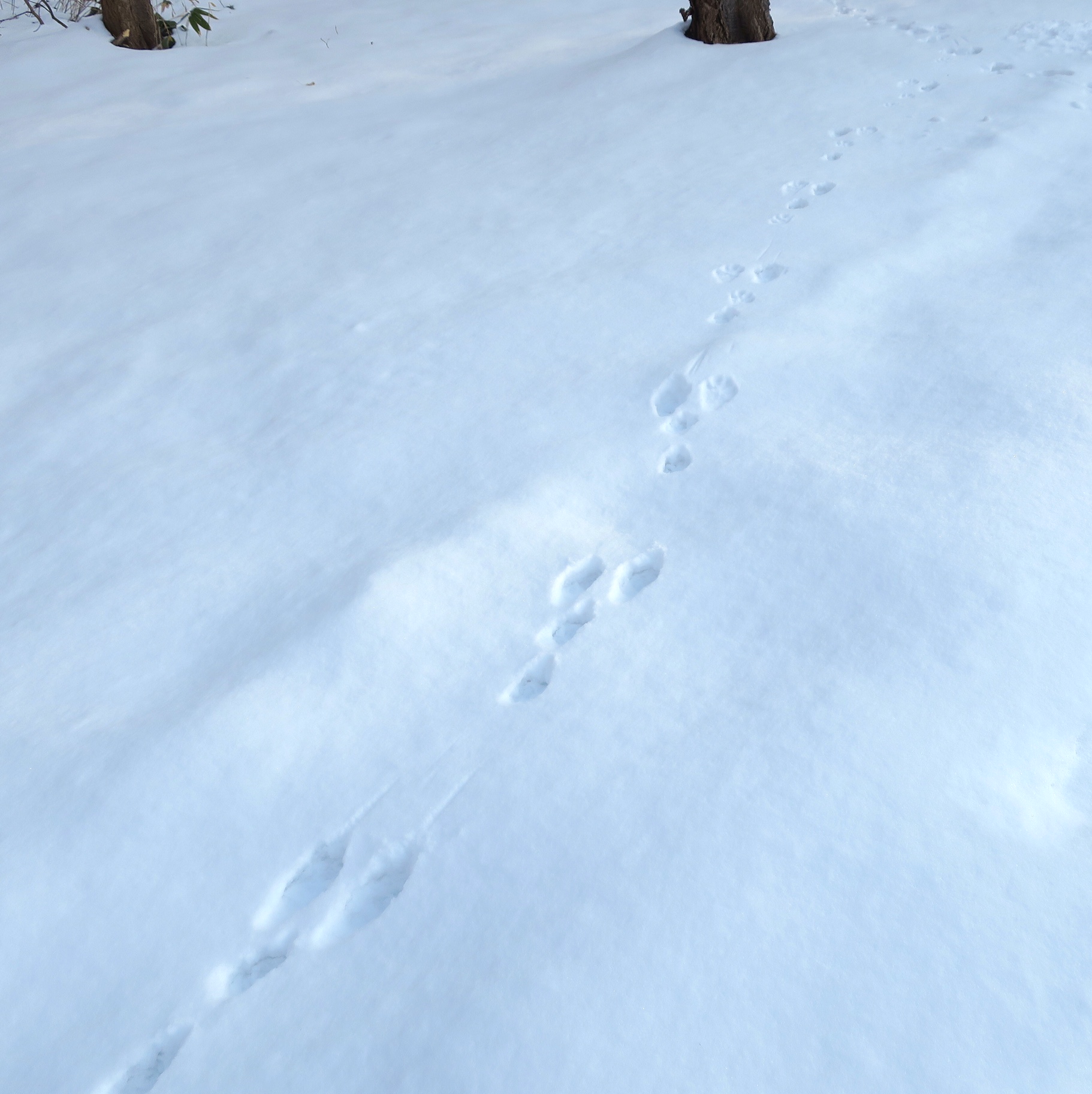 自然観察会 Br 雪の森で足跡を探そう 北海道博物館