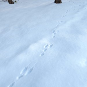自然観察会<br>雪の森で足跡を探そう