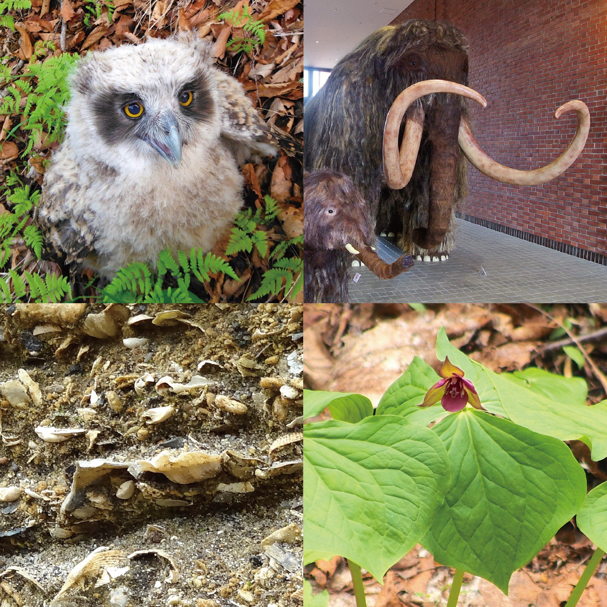 ミュージアムカレッジ<br>野幌周辺の動植物を探る～化石から現在まで～