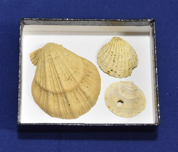子どもワークショップ<br>北広島市でみつかった貝の化石で標本をつくろう！