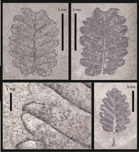 北海道博物館所属の成田敦史学芸員らによる研究グループが植物化石の
